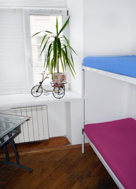 a dorm room with a plant in a window at Hostel Golden Gates in Kyiv
