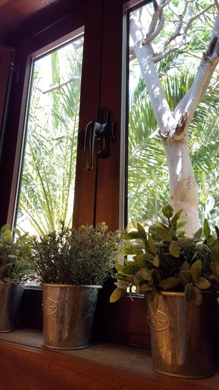Zahrada ubytování El Pirguan Holiday House, your oasis in La Gomera