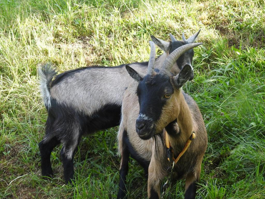 Zvířata v apartmánu nebo okolí