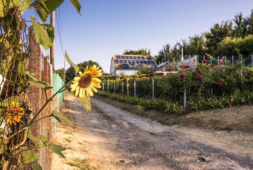 Vonkajšia záhrada v ubytovaní Nánaháza