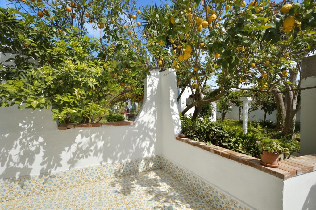 a white wall with orange trees in the background at Le Querce in Procida