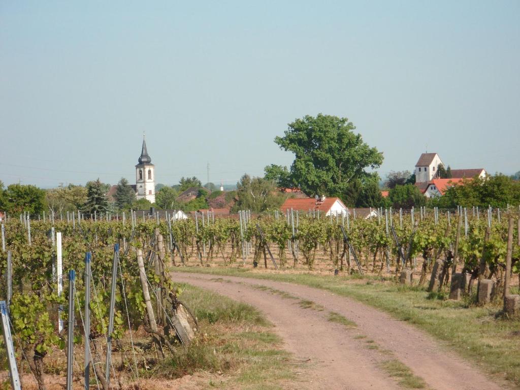 eine unbefestigte Straße in einem Weinberg mit Reben in der Unterkunft Ferienwohnung Südpfalz in Weingarten