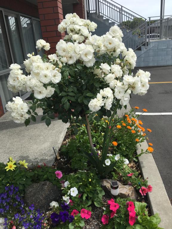 Cranford Oak Motel - Resim 27