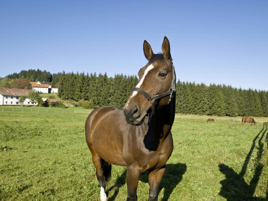 Zvířata v venkovského domu nebo okolí