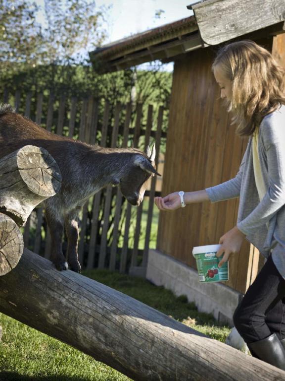 Zvířata v venkovského domu nebo okolí
