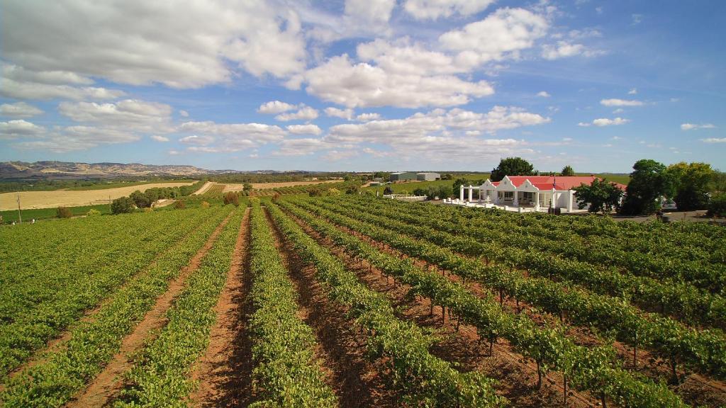 ein Feld von Kulturen mit einem Haus im Hintergrund in der Unterkunft 1837 Barossa Luxury Vineyard Cottages in Lyndoch