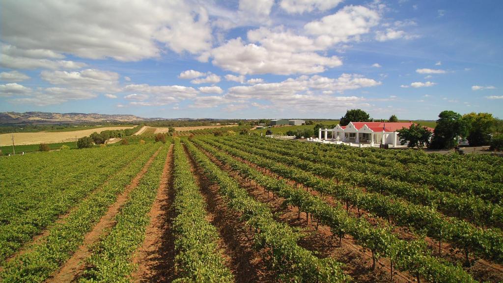 a field of crops with a house in the background at 1837 Barossa Luxury Vineyard Cottages in Lyndoch
