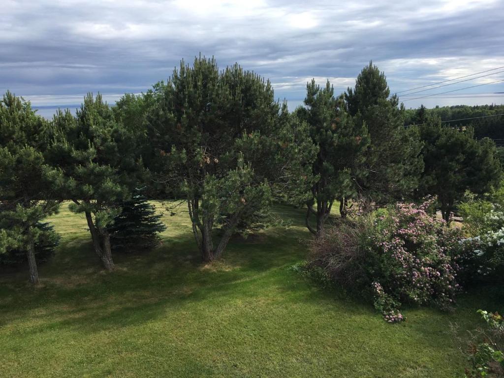 a group of trees in a field with grass at Seaview White House in Stratford