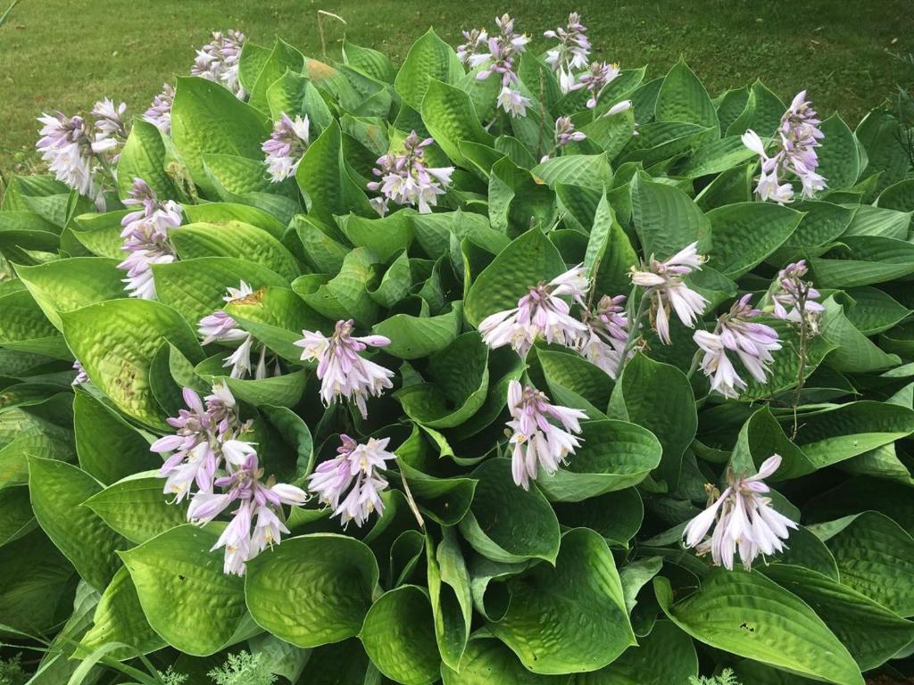 a bunch of purple flowers on a green plant at Seaview White House in Stratford