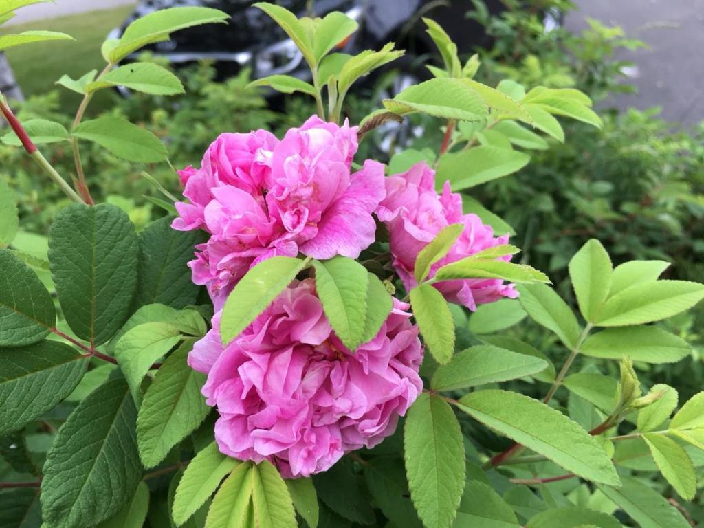 a pink flower on a bush with green leaves at Seaview White House in Stratford