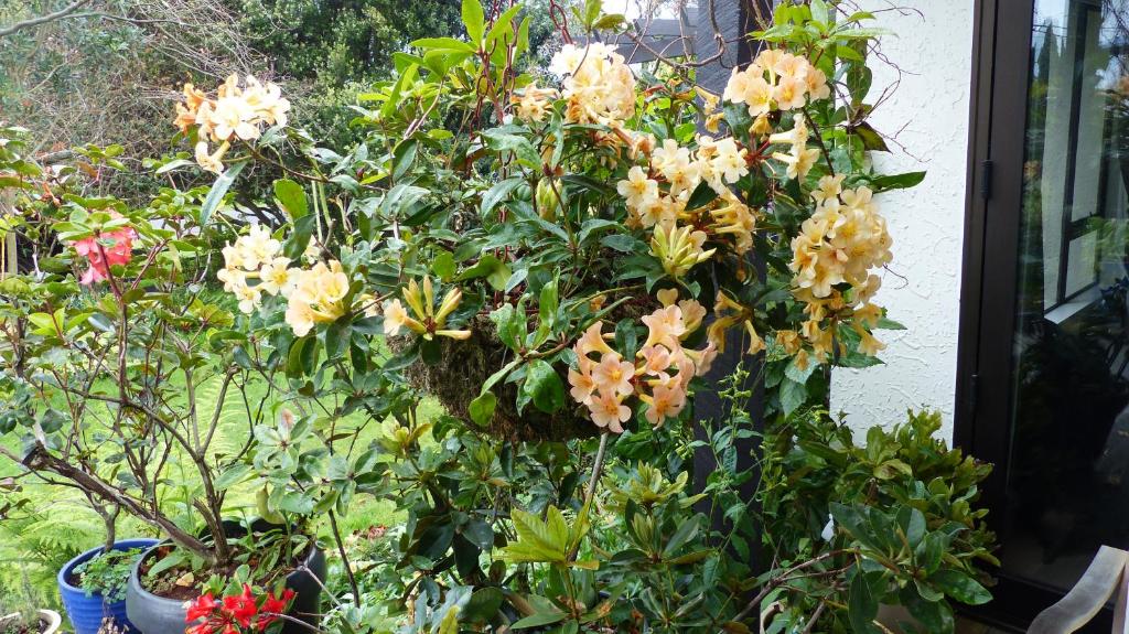 Ashcroft Gardens Bed & Breakfast - Resim 22