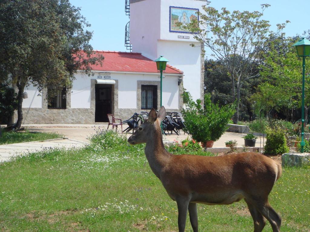 un ciervo parado en el césped frente a un edificio en San José en Andújar