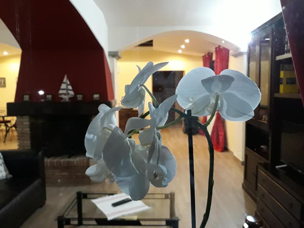 Posezení v ubytování La Camelia B&B