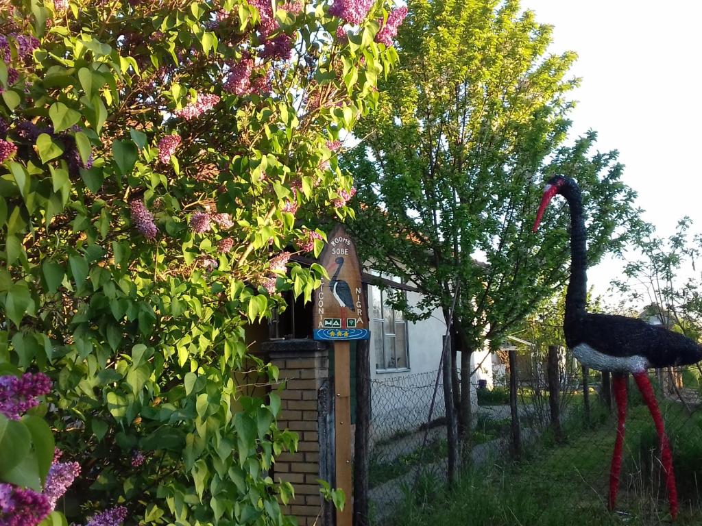 un pájaro está de pie junto a una casa de aves en Ciconia Nigra rooms, en Bački Monoštor