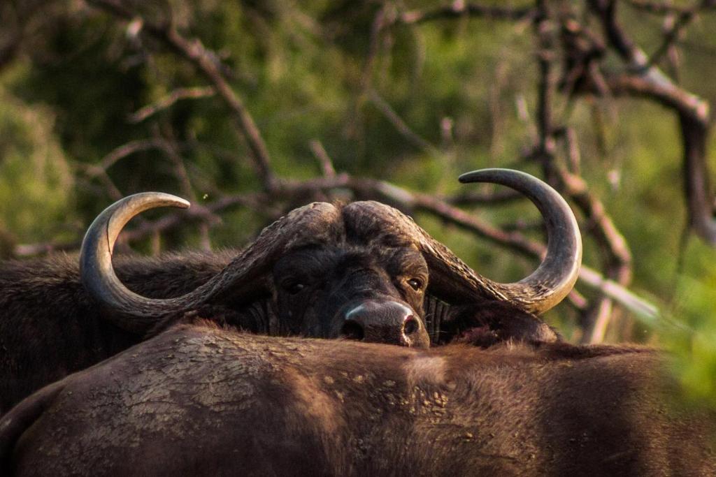 an animal with long horns standing in the forest at Mpeti Lodge in Mkuze
