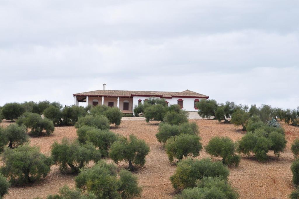 a plantation of olive trees in front of a building at Casa Rural la Serrana in La Carlota