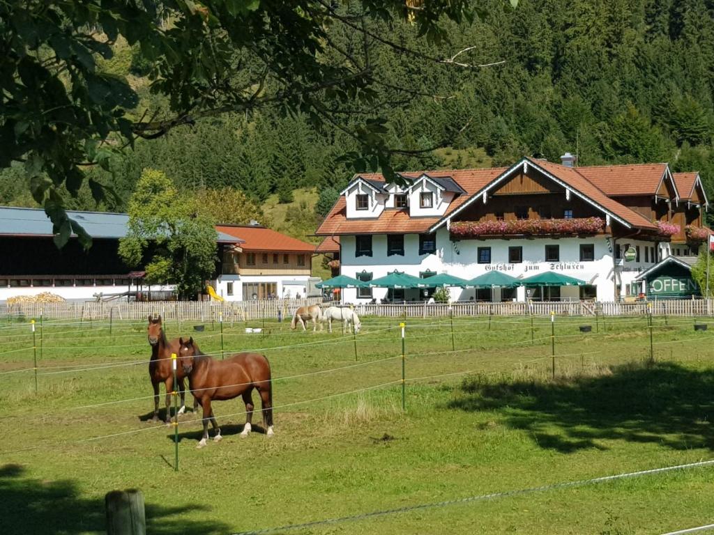 dos caballos parados en un campo frente a una casa en Gutshof zum Schluxen en Pinswang