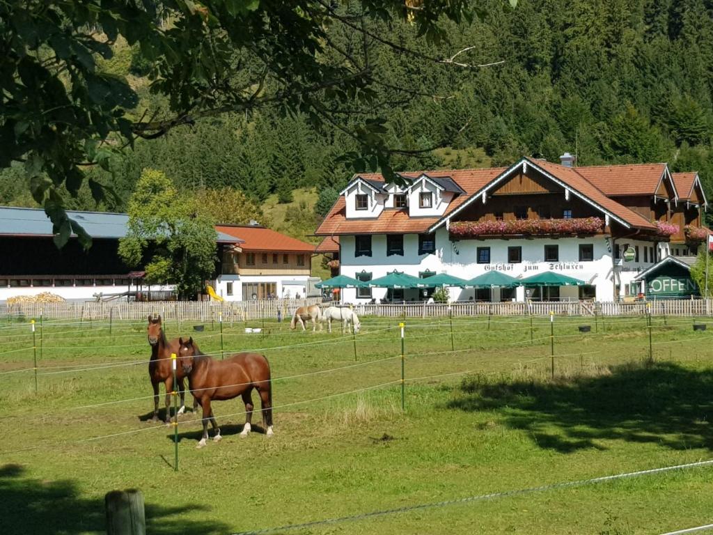 two horses standing in a field in front of a house at Gutshof zum Schluxen in Pinswang