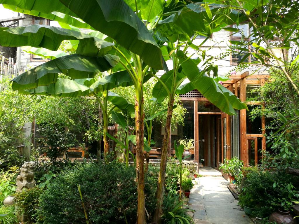 un banano nel mezzo di un giardino di WuYuan QiYe YanXiang Guesthouse a Wuyuan