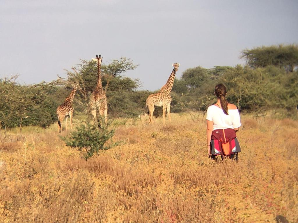 a woman is standing in a field with giraffes at Maasai Simba Camp in Amboseli