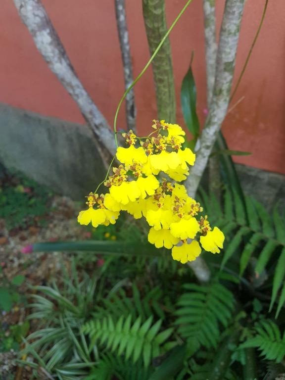  Chalé Pé da Serra