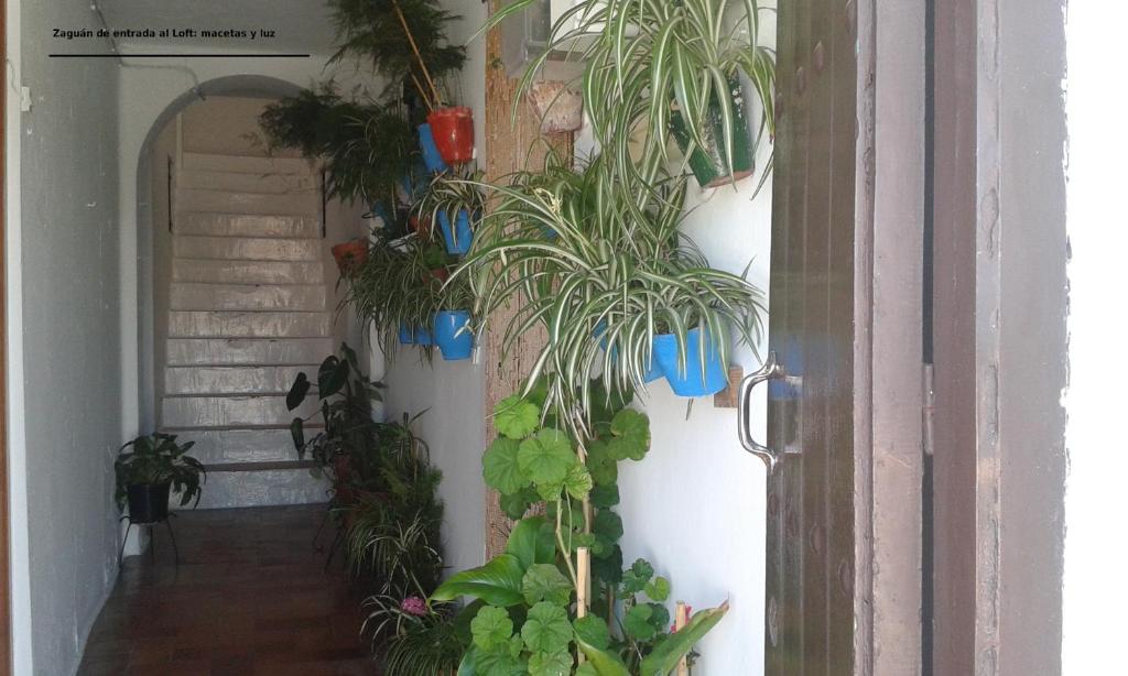 Fotografia z galérie ubytovania Dos Casitas, Dos Calles, - Loft de la Morena o Estudio JR v destinácii Vejer de la Frontera