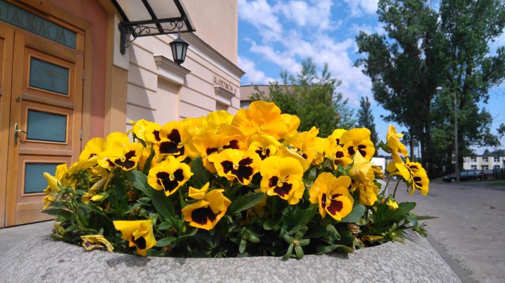 a bunch of yellow flowers in front of a building at Hotel San Remo in Zgierz