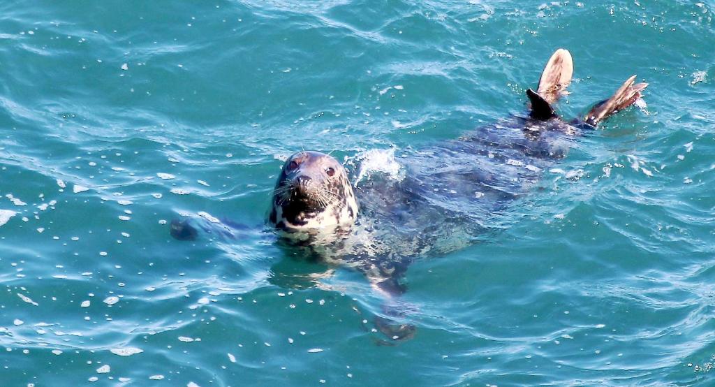 a sea lion swimming in the water at Watersmeet Hotel in Woolacombe