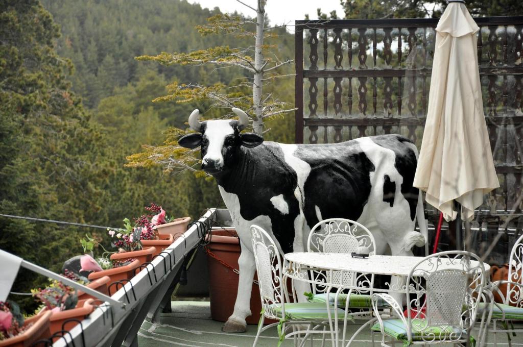 Zvířata v hotelu nebo okolí