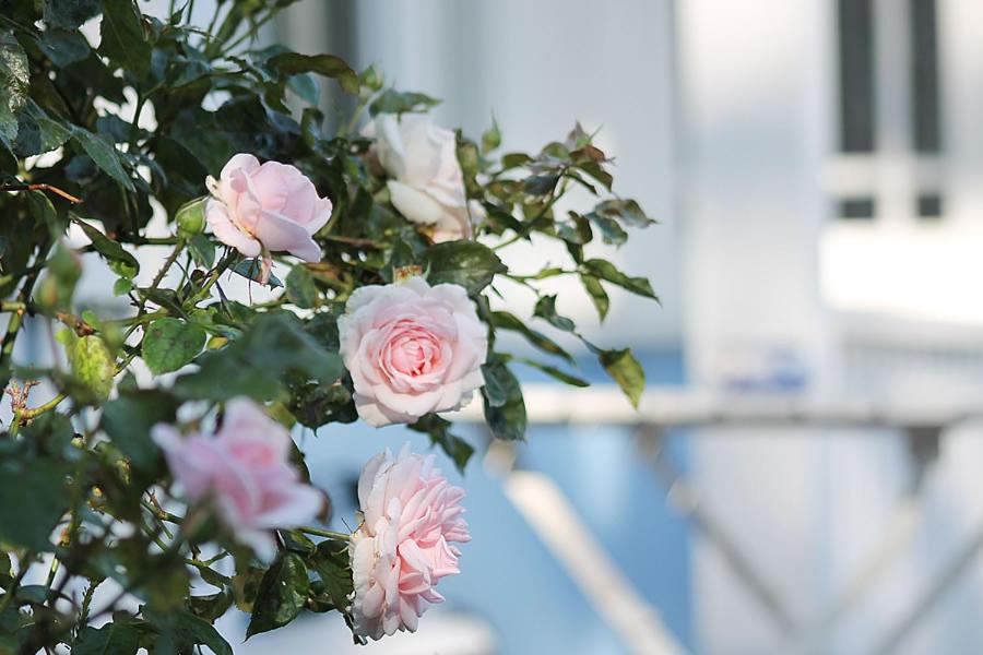 Zahrada ubytování Haus Midsommer