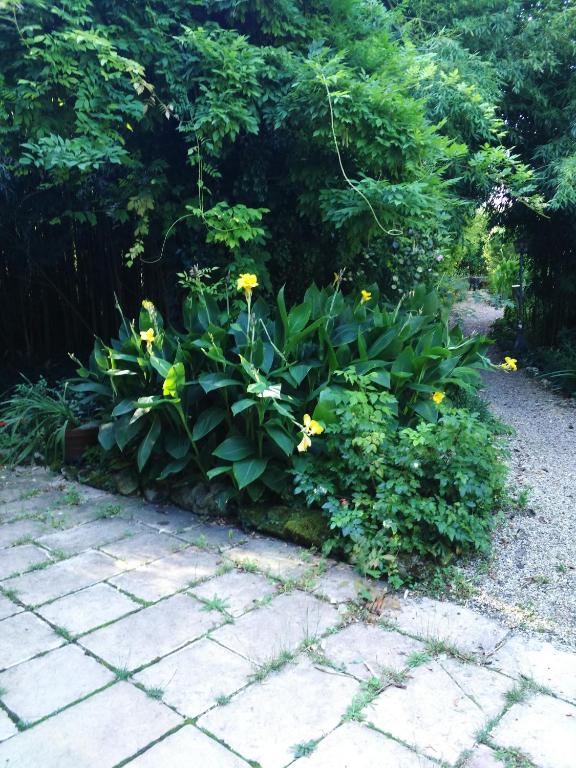 a garden with yellow flowers next to a sidewalk at Chambre d&#39;hôtes Le Moulin de Moulis in Moulis-en-Médoc