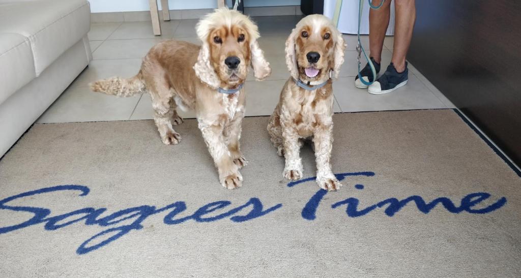 two dogs standing next to a sign that says space time at Sagres Time Apartamentos in Sagres