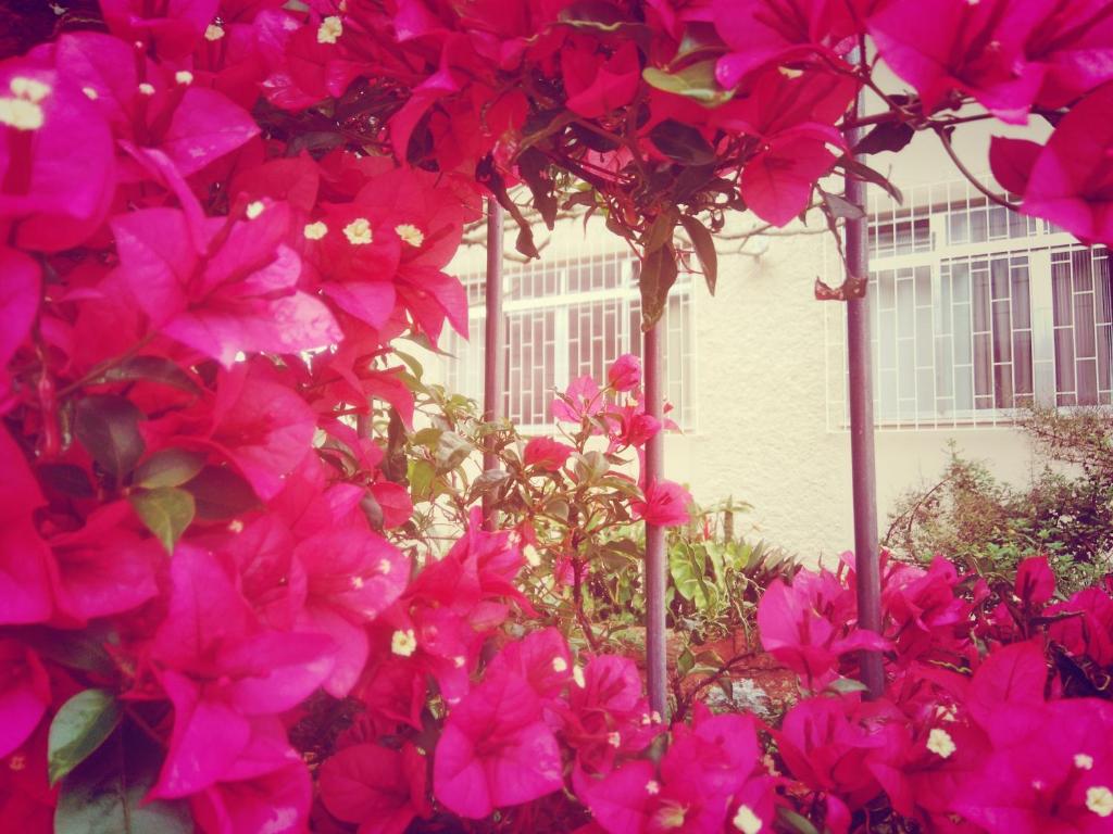 a bunch of pink flowers in front of a house at Hostel Nossa Casa in Florianópolis