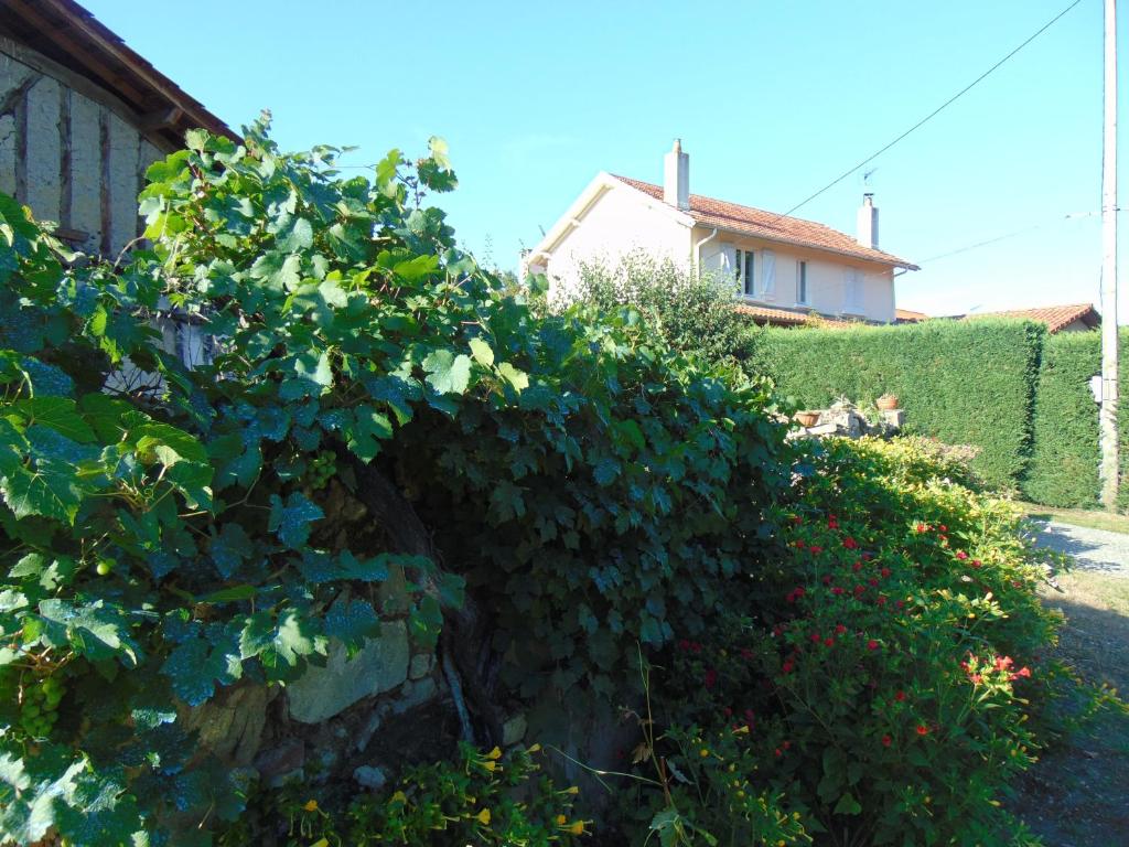 een groene heg voor een huis bij 325 Route du Fourou in Yzosse