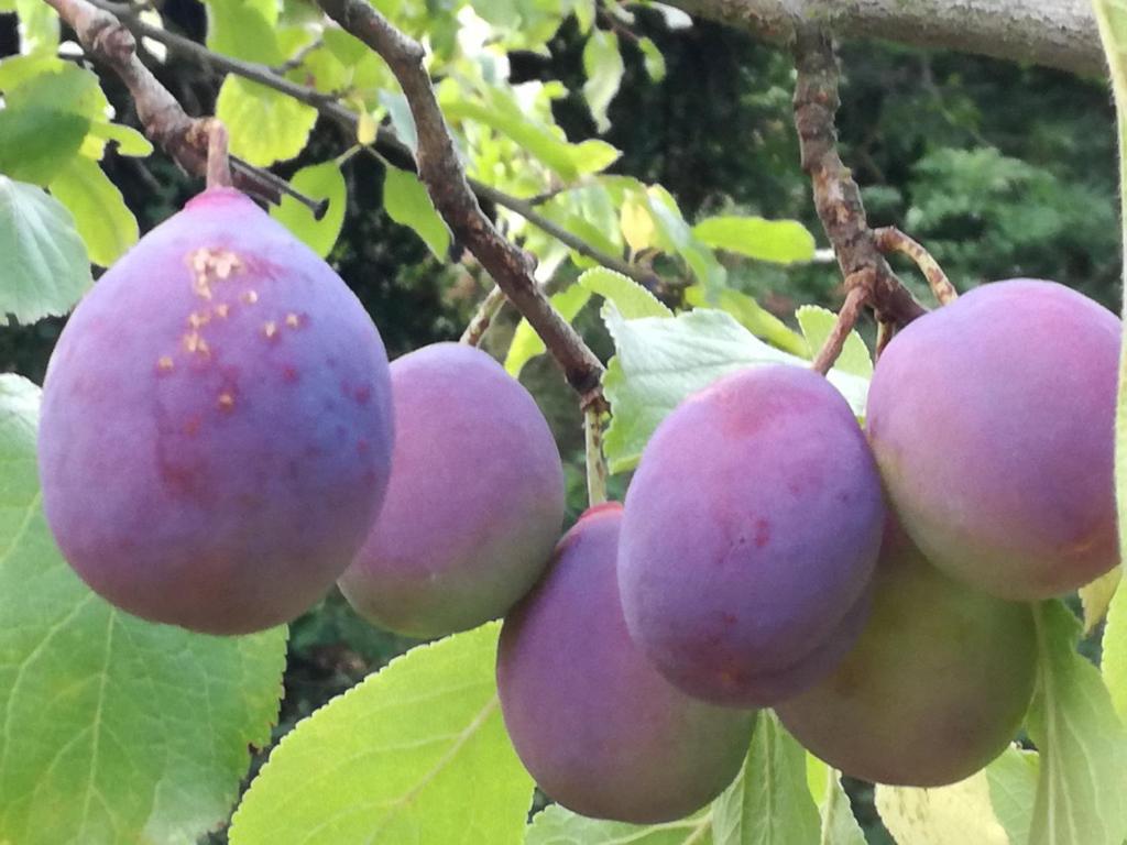 a bunch of purple grapes hanging from a tree at Chambres d'Hôtes la Maison de Juliette in Valentigney