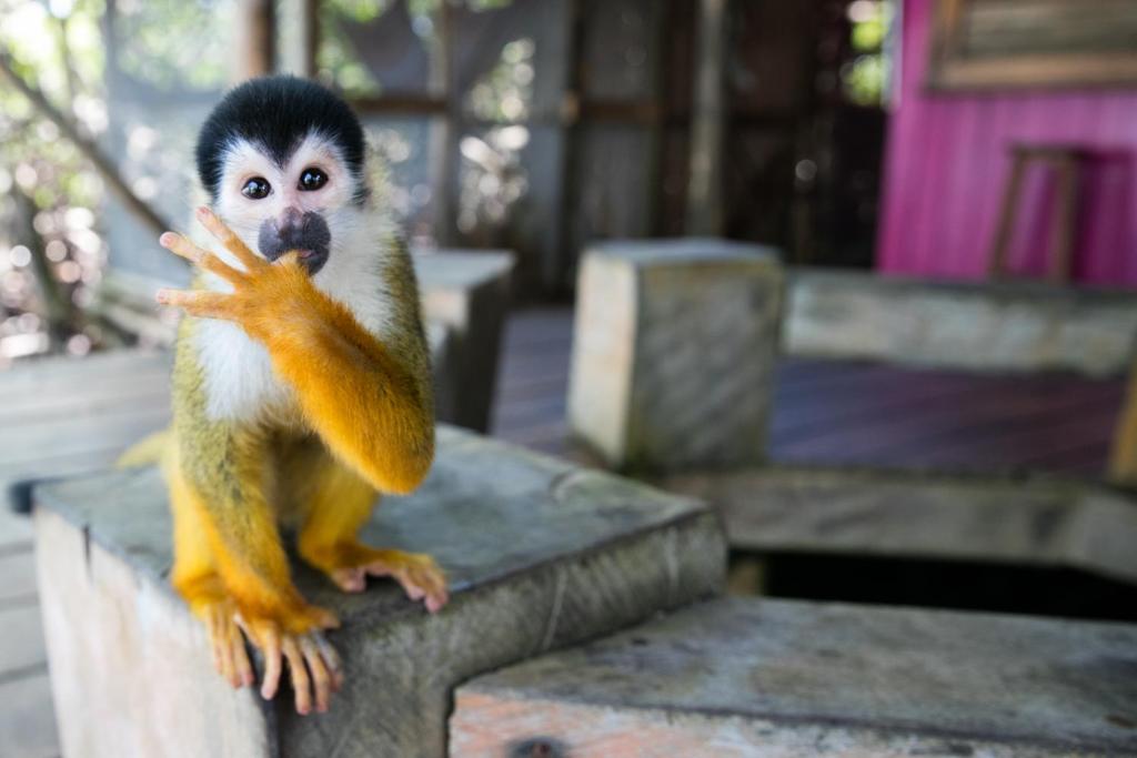 Děti v ubytování Urraca Monkey Island Eco Resort