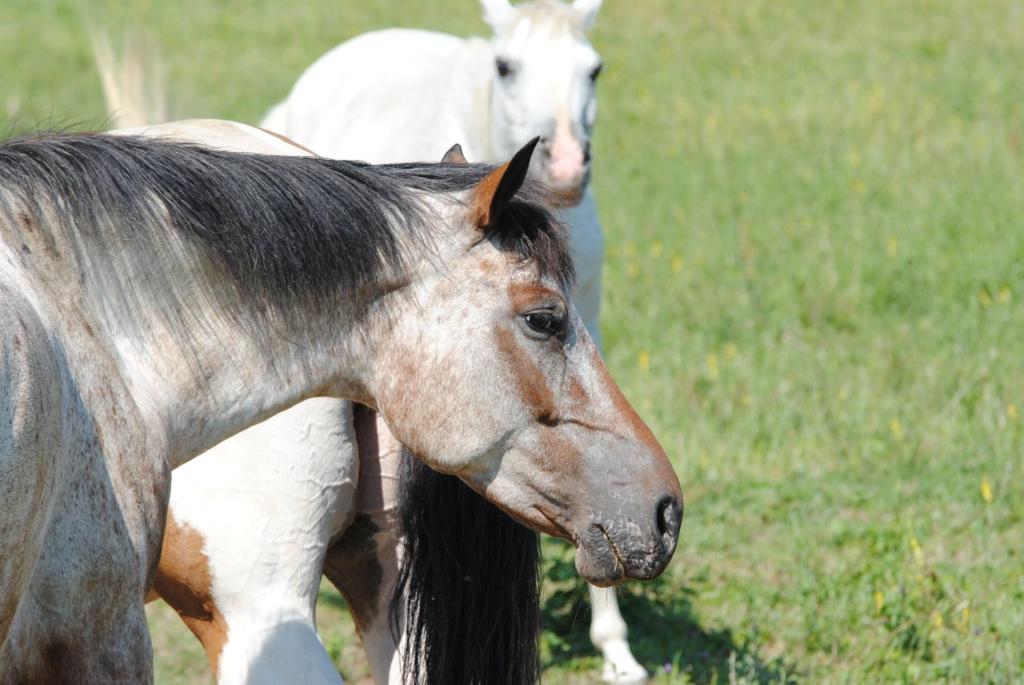 Kép Agriturismo Piccola Raieda szállásáról Sasso Marconiban a galériában