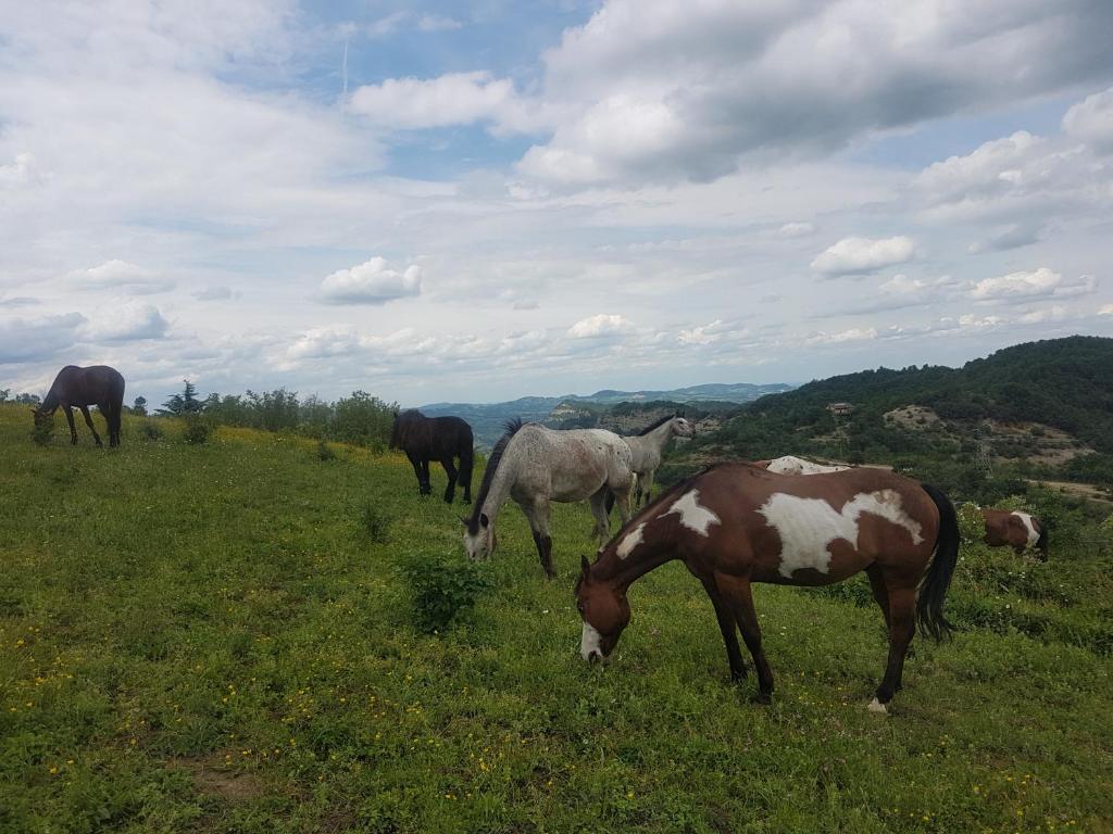 Kép Agriturismo Piccola Raieda szállásáról Sasso Marconiban a galériában