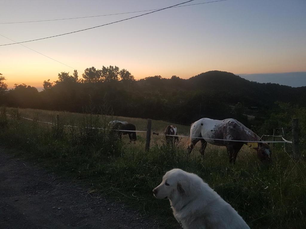 Kép Agriturismo Piccola Raieda szállásáról Sasso Marconiban a galériában