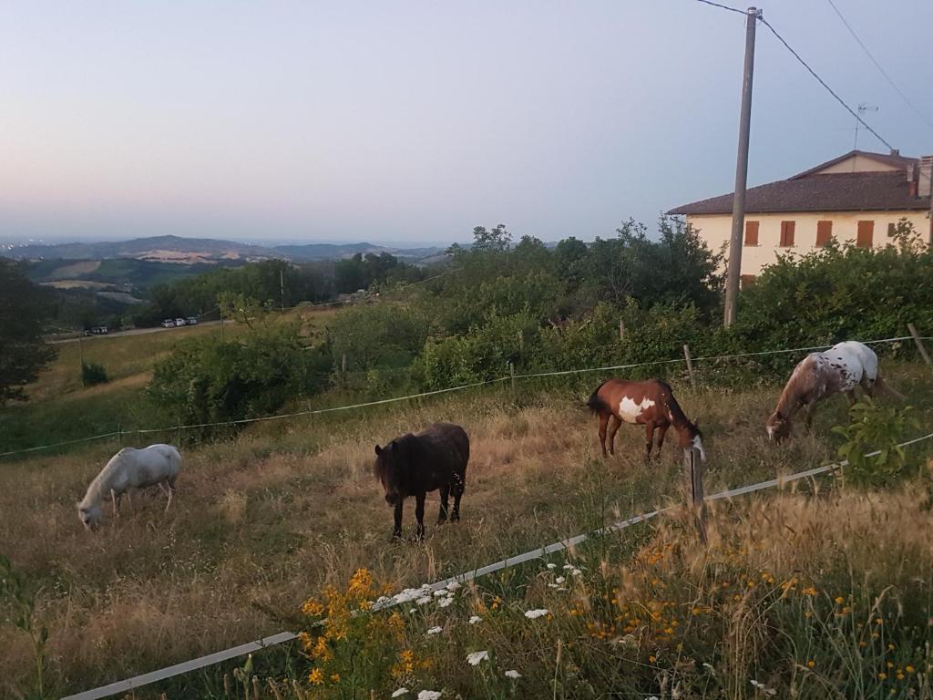 Kép Agriturismo Piccola Raieda szállásáról Sasso Marconiban a galériában