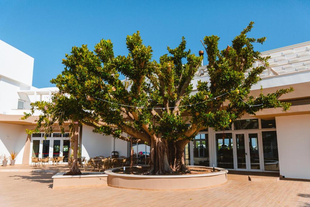 a large tree in front of a building at Torre Cintola Greenblu Sea Emotions in Monopoli