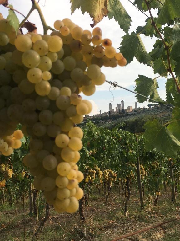 Zdjęcie z galerii obiektu RoccaiaCasa'70 w mieście San Gimignano