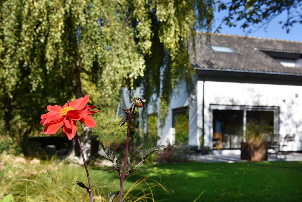a red flower in front of a house at Villa Astrantia in Bruinisse