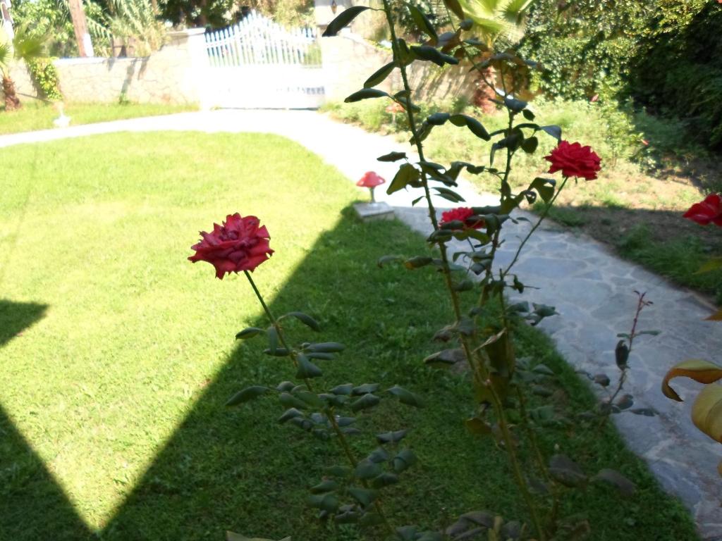 a couple of red flowers in the grass at Hotel Villa Basil in Tsilivi