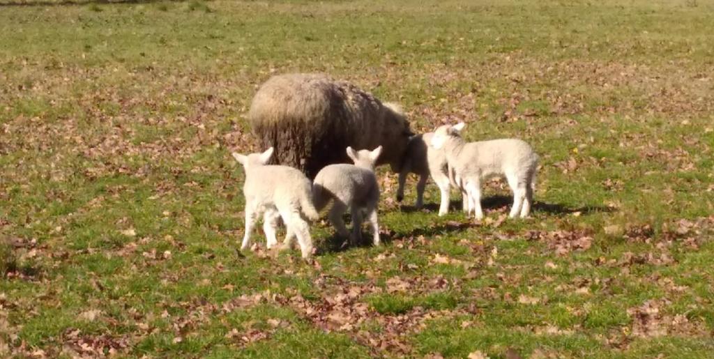 La Justina - Nuestro Campo