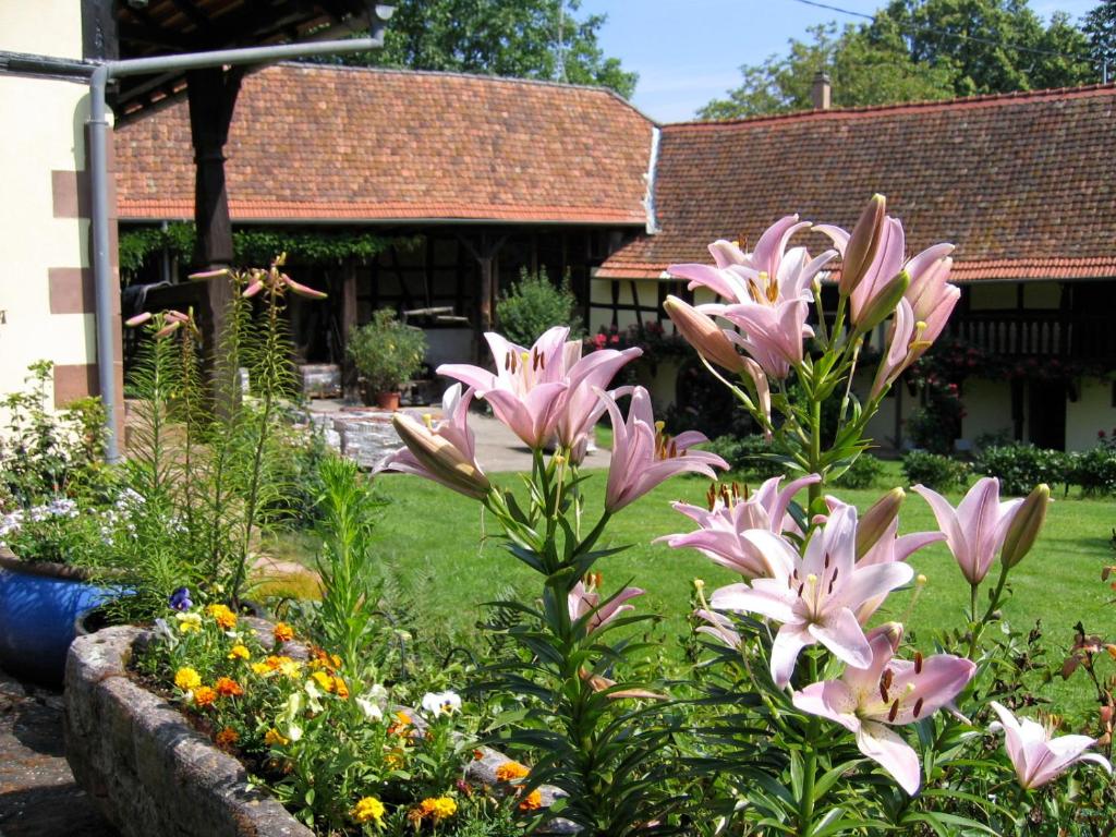 a garden with pink flowers in front of a house at Le gîte des écureuils in Schalkendorf