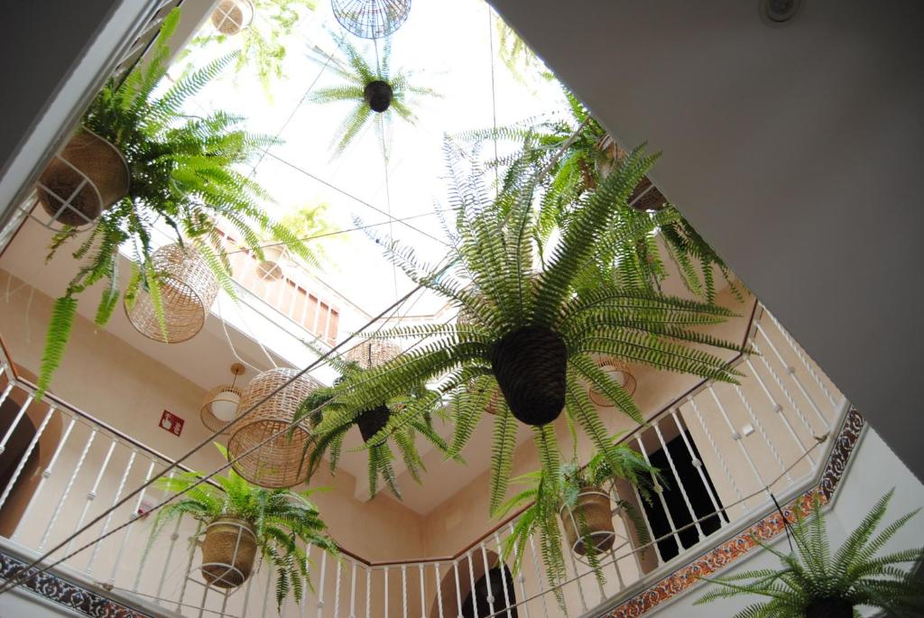 une chambre avec des plantes en pot suspendues au plafond dans l'établissement Pensión Córdoba, à Séville