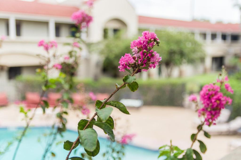 Vineyard Court Designer Suites Hotel photo