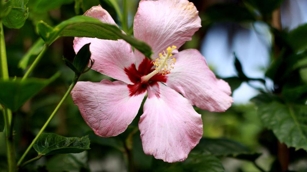 a pink flower with a red center on a plant at Inaki Uhi Hotel in Hanga Roa