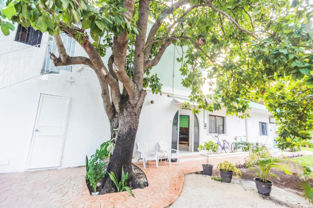 un arbre dans la cour d'un bâtiment blanc dans l'établissement Cozumel 400A - Vacation Rental, à Cozumel
